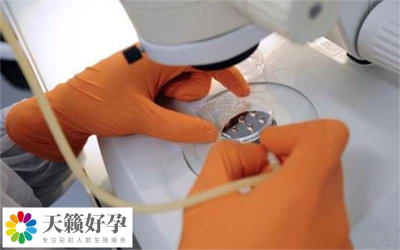 胚胎實(shí)驗(yàn)室