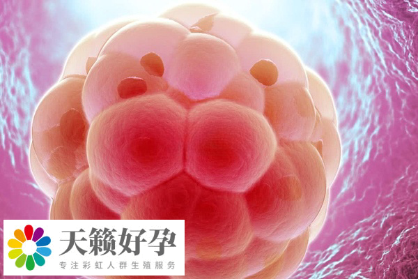 amh移植胚胎會(huì)不會(huì)著床