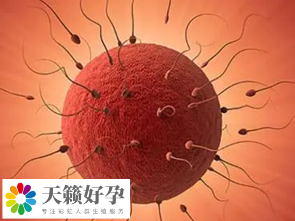 自然受孕的妊娠率約為50%