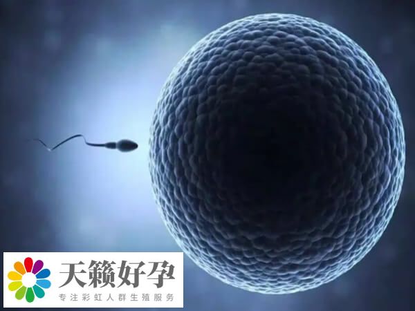 取卵取精后就可以進行體外受精