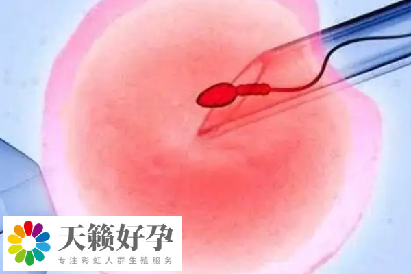 泰國的高齡試管技術備受關注