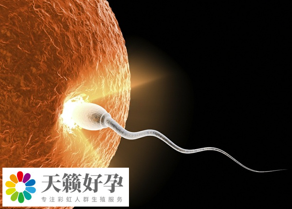 實施供精助孕要不要查輸卵管造影