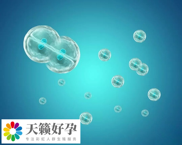 移植是否可以放三個胚胎