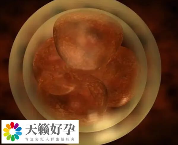 肥胖對試管有什么影響