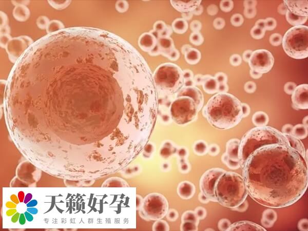 胚胎8細胞和7細胞哪個好