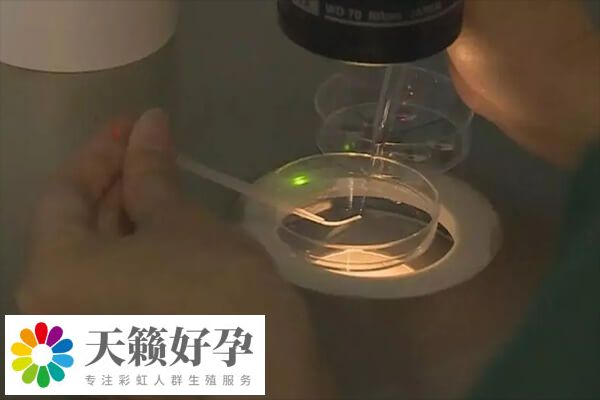 胚胎發(fā)育潛力會影響?zhàn)B囊的成功率