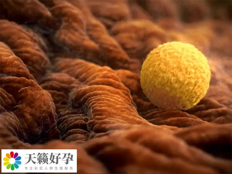 促排5天兩側(cè)卵巢多個(gè)卵泡成熟后會(huì)出現(xiàn)同時(shí)排卵的情況嗎？