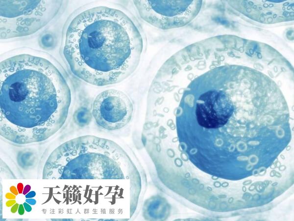 做試管放2個胚胎成功率高不高