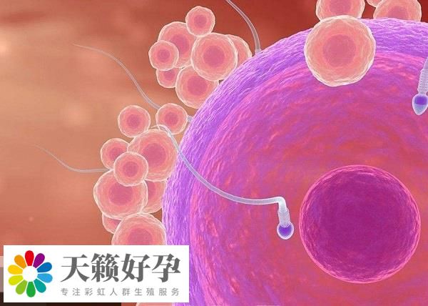 賀美奇有促排的作用