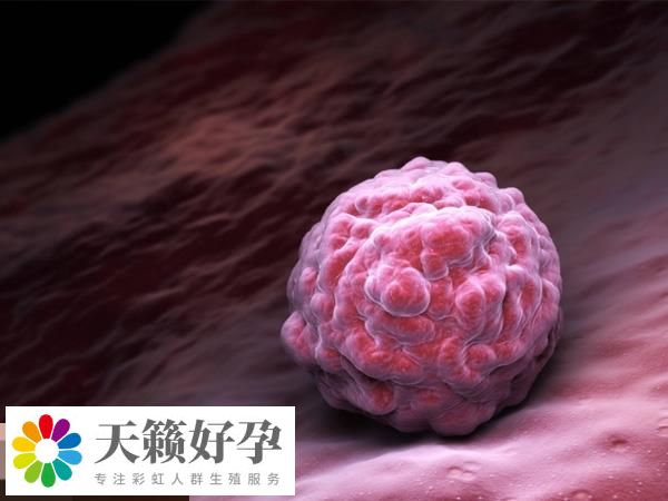 囊胚移植對(duì)子宮內(nèi)膜有要求！過(guò)厚過(guò)薄都不利于著床