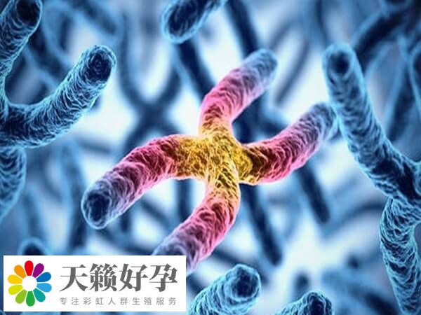 染色體易位胚胎概率為1/18