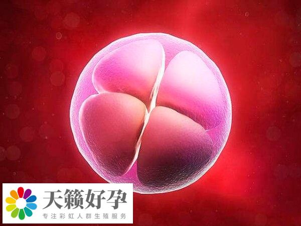 國內(nèi)les試管機構(gòu)有哪些