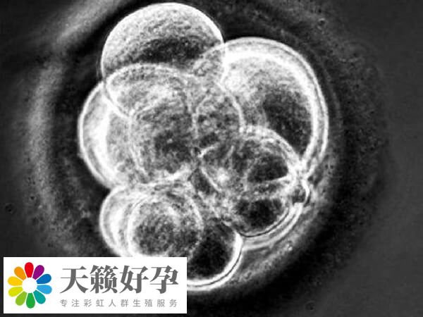 四級胚胎養囊成功率通常較低